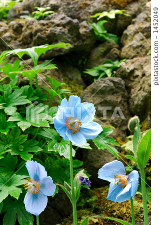 喜馬拉雅山的罌粟 1452049