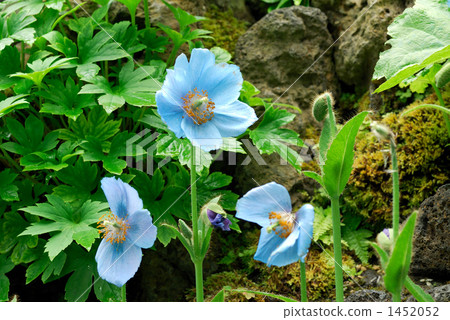 喜馬拉雅山的罌粟 1452052