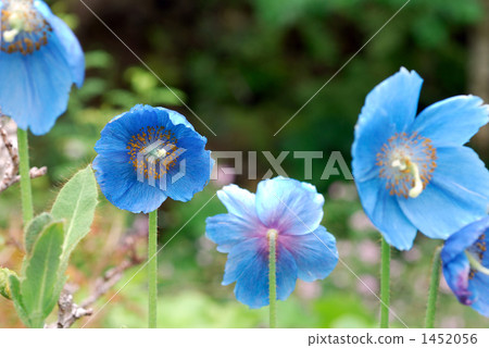 喜馬拉雅山的罌粟 1452056