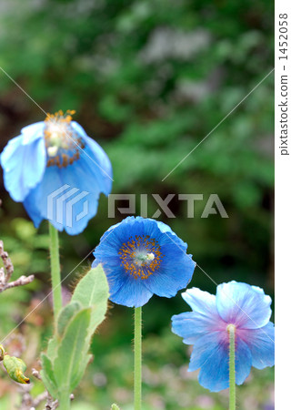 喜馬拉雅山的罌粟 1452058