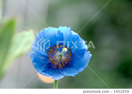 喜馬拉雅山的罌粟 1452059