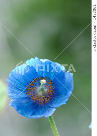 喜馬拉雅山的罌粟 1452061