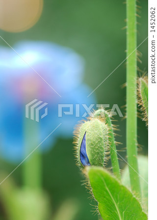 Himalayan's poppy 1452062