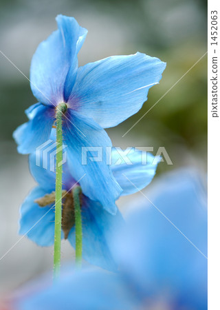 喜馬拉雅山的罌粟 1452063