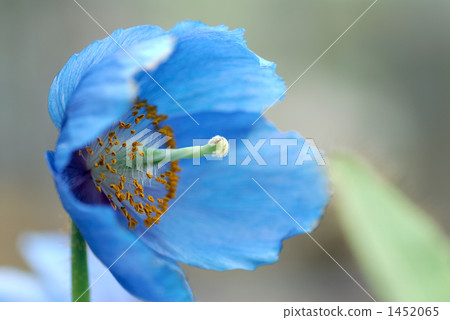 喜馬拉雅山的罌粟 1452065