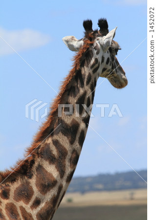Wild Masai giraffe 1452072