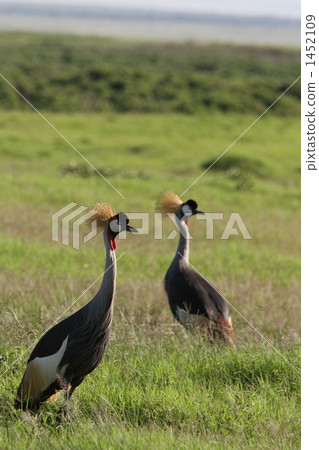 野生樟腦 1452109