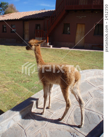 vicugna vicugna, protected animal, camelidae 1452350