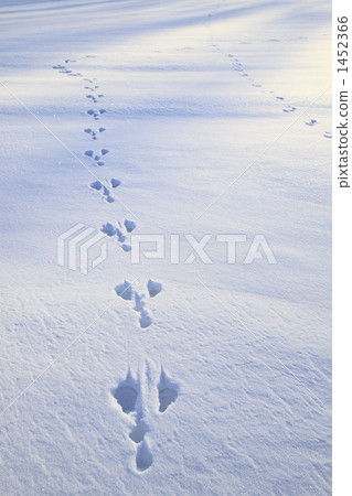 雪原的兔子腳印 1452366