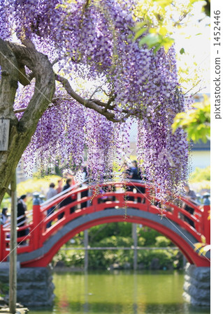 Kameido Tenjin's Wisteria Flower and Red Drum Bridge 1452446