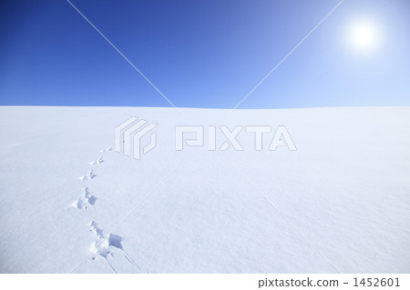 Rabbit footprint of the snowy field Rabbit footprint of the snowy field 1452601