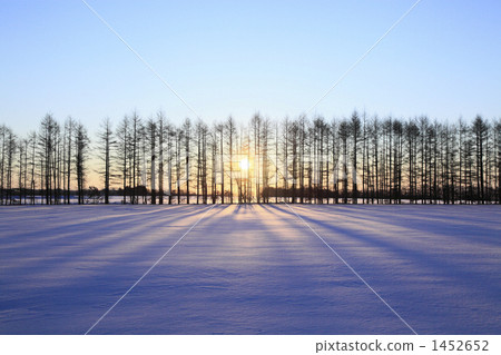 落葉松屬落葉松屬森林在冬天和太陽 落葉松屬落葉松屬森林在冬天和太陽 1452652