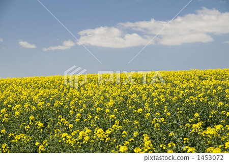 Blue sky and rape field Blue sky and rape field 1453072