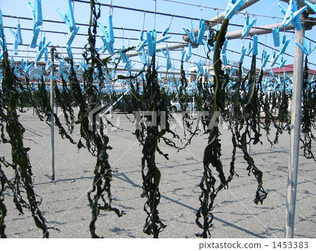 Wakame seaweed at the hunter-over fishing port 1453383