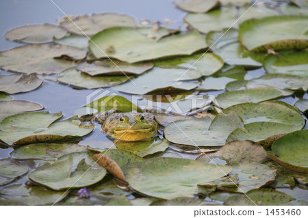 在葉茂盛葉子的Bullfrost 在葉茂盛葉子的Bullfrost 1453460