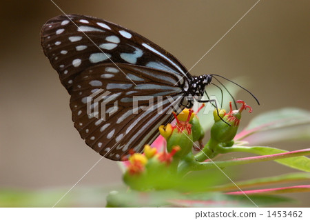 琉球Asabi Madara 琉球Asabi Madara 1453462