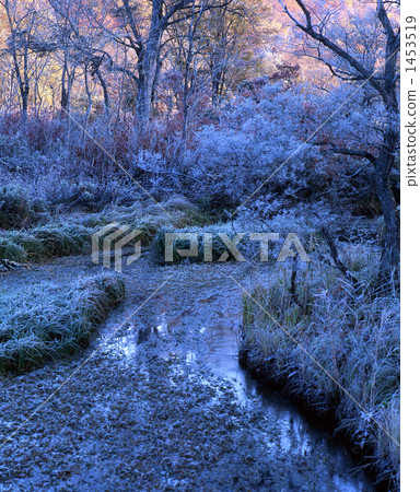 Oze基地森林 1453519