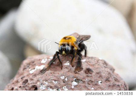 A bee 1453838