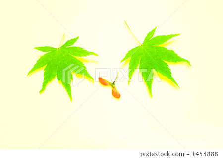 Momiji和種子 1453888