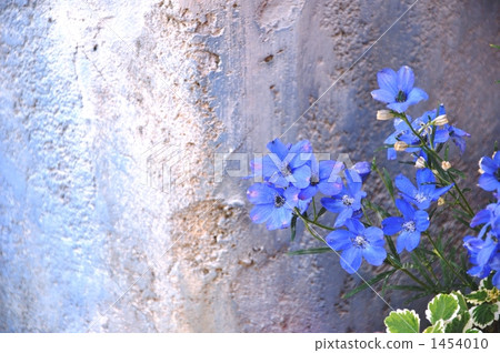 藍色Larkspur和牆 1454010
