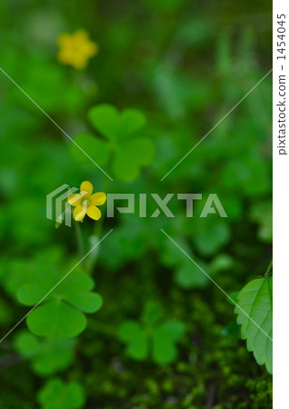 Small yellow flowers Small yellow flowers 1454045