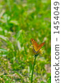 Butterfly in the field 1454049