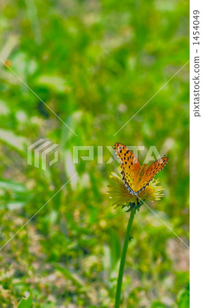 Butterfly in the field Butterfly in the field 1454049