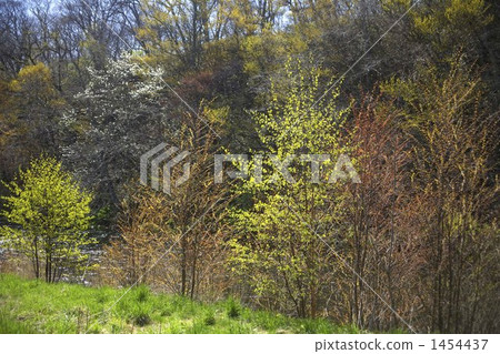 春葉顏色 樹木 灌木 1454437