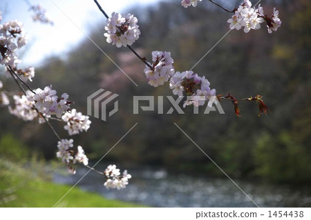 山桜 櫻花 櫻 1454438