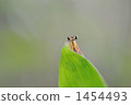 white-legged damselfly, static, look up 1454493