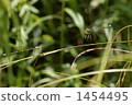 white-legged damselfly, daytime, japan-china 1454495