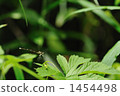 white-legged damselfly, daytime, japan-china 1454498