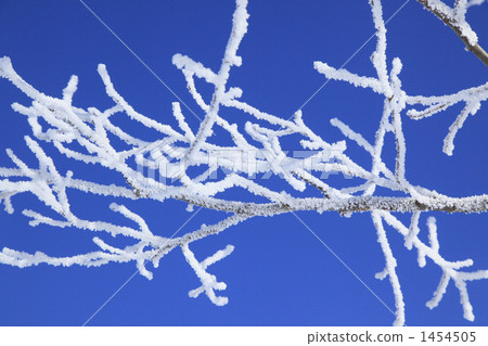 灑在樹枝上的冰 1454505