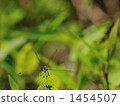 white-legged damselfly, daytime, japan-china 1454507