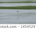 jumping, water strider, daytime 1454529