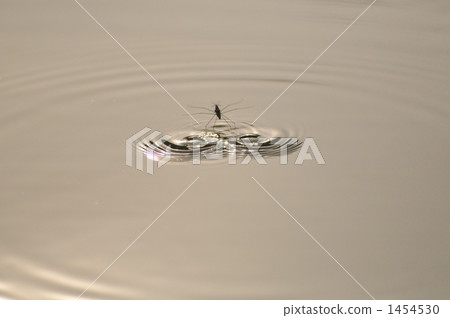 躥 水黽 跳 1454530