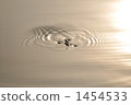 water strider, water surface, ripple 1454533