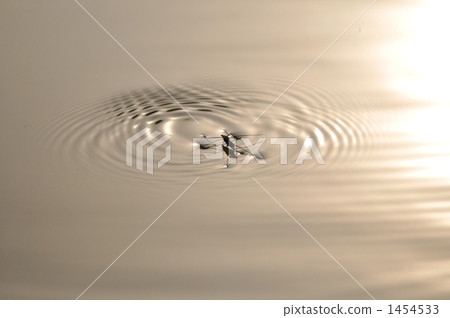 水黽 水面 漣漪 1454533