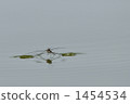 water strider, ripple, rippled 1454534