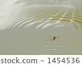 water strider, ripple, rippled 1454536