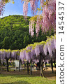 Wisteria Otomachi at fine weather A wisteria trellis at Fuji Park (purple · pink co-star) 1454537