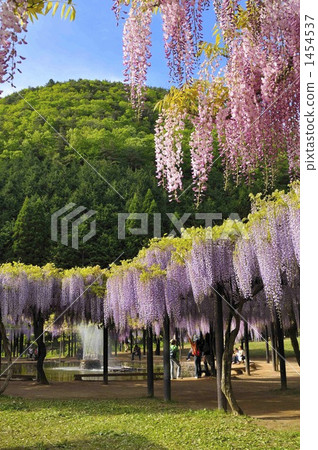 天氣晴朗的紫藤紫藤紫藤公園的紫藤格子（紫色·粉紅色合星） 1454537