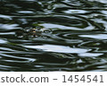 water strider, ripple, rippled 1454541