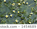 Clean flowers Mei flower algae 4 ~ Awake well · Jizo river 1454689