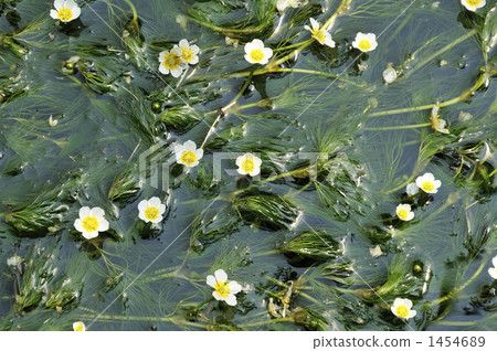 Clean flowers Mei flower algae 4 ~ Awake well · Jizo river 1454689