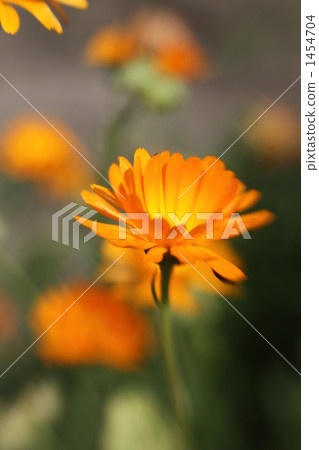 Calendula Calendula 1454704
