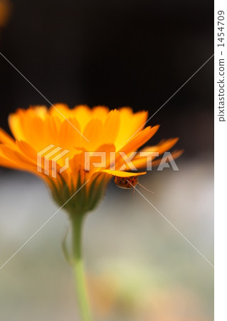 Kaneka and Urihamushi Kaneka and Urihamushi 1454709