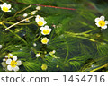 Clean flowers Mei flower algae 3 ~ Awake well · Jizo river 1454716