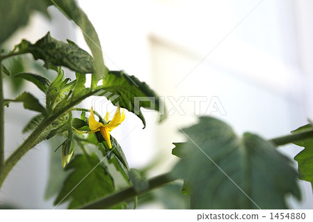 番茄花蕾 番茄花蕾 1454880