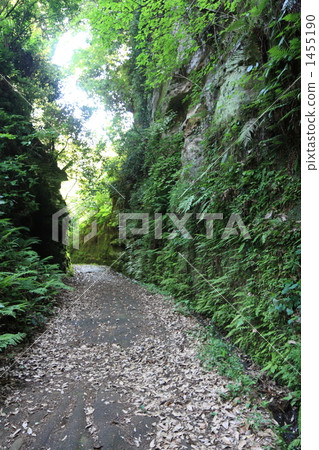 Asahina cut down Asahina cut down 1455190